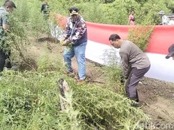 Bareskrim Musnahkan 25 Hektare Ladang Ganja di Nagan Raya Aceh