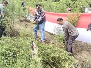 Bareskrim Musnahkan 25 Hektare Ladang Ganja di Nagan Raya Aceh Bareskrim Musnahkan 25 Hektare Ladang Ganja di Nagan Raya Aceh