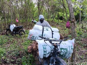 Semringah Petani Madiun Usai Harga Porang Naik Jadi Rp 14 Ribu per Kg Semringah Petani Madiun Usai Harga Porang Naik Jadi Rp 14 Ribu per Kg