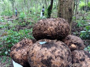 Petani Madiun Panen Porang Petani Madiun Panen Porang