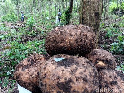 Petani Madiun Panen Porang