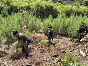 25 Hektare Lahan Ganja di Aceh Dibakar Polisi, Pemiliknya Masih Diburu 25 Hektare Lahan Ganja di Aceh Dibakar Polisi, Pemiliknya Masih Diburu