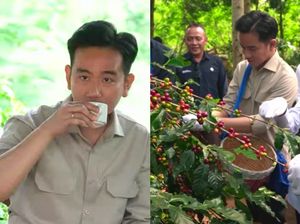 Ketika Gibran Nekat Minum Kopi Ijen, Meski Punya Asam Lambung Ketika Gibran Nekat Minum Kopi Ijen, Meski Punya Asam Lambung