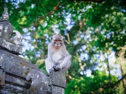 Kera Alas Kedaton Masuk Permukiman, Warga Resah