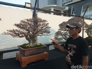 Harga Bonsai dalam Pameran di Cirebon Ada yang Nyaris Setengah Miliar Harga Bonsai dalam Pameran di Cirebon Ada yang Nyaris Setengah Miliar