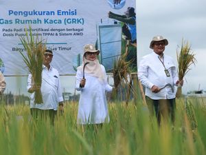 Beras Biofortifikasi Skala Industri Pertama asal Banyuwangi Diluncurkan Beras Biofortifikasi Skala Industri Pertama asal Banyuwangi Diluncurkan