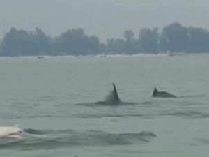 Cerita Warga Merekam Lumba-lumba di Pantai Cermin Serdang Bedagai Cerita Warga Merekam Lumba-lumba di Pantai Cermin Serdang Bedagai