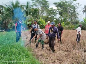 Pemprov Bali Kendalikan Hama Tikus di 2 Subak Gianyar-Tabanan Seluas 50 Ha Pemprov Bali Kendalikan Hama Tikus di 2 Subak Gianyar-Tabanan Seluas 50 Ha