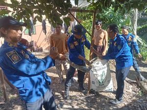 Damkar OKU Selatan Evakuasi Ular Piton Usai Mangsa Ternak Warga Damkar OKU Selatan Evakuasi Ular Piton Usai Mangsa Ternak Warga
