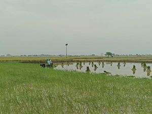 Desa Gredek Gresik Perkuat Ketahanan Pangan Usai Panen 6,5 Ton Padi/Ha Desa Gredek Gresik Perkuat Ketahanan Pangan Usai Panen 6,5 Ton Padi/Ha
