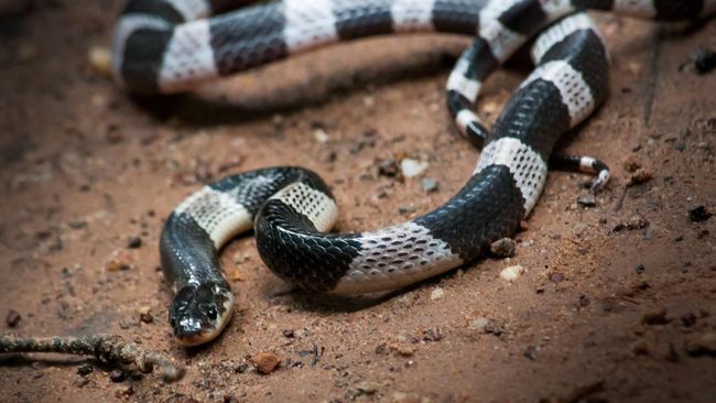 Onlayn yosh gozallar bilan porno videolarni tomosha qiling