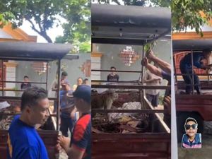 20 Kura-kura Peliharaan Warga Dimakan Monyet Liar yang Masuk Rumah 20 Kura-kura Peliharaan Warga Dimakan Monyet Liar yang Masuk Rumah