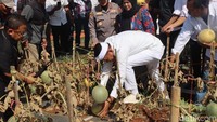 Ibu Penjual Obat Terlarang hingga Gubernur Panen Melon
