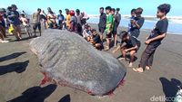 Foto Hiu Tutul Terdampar di Cilacap Saat Masih Utuh Lalu Dagingnya Jadi Rebutan