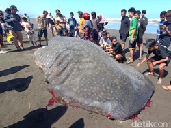 Hiu Tutul 7 Meter Terdampar di Pantai Welahan Wetan Cilacap