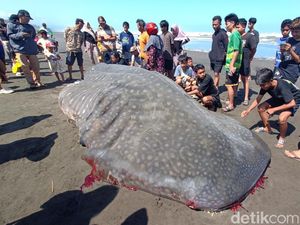 Foto Hiu Tutul Terdampar di Cilacap Saat Masih Utuh Lalu Dagingnya Jadi Rebutan Foto Hiu Tutul Terdampar di Cilacap Saat Masih Utuh Lalu Dagingnya Jadi Rebutan