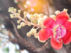 50 Ucapan Tahun Baru Jawa 1 Suro Paling Dicari, Bisa Buat IG dan WA