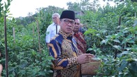 Panen Cabai Perdana, Yandri Puji Desa Kemiri Gunakan Dana untuk Pangan