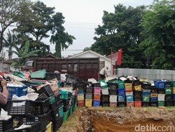 14,6 Ton Mangga Ilegal Asal Thailand Dimusnahkan di Medan