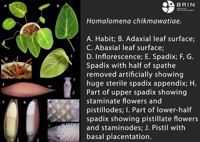 Spesies gres flora yang didapatkan peneliti BRIN di Riau Tim peneliti BRIN mengidentifikasi satu spesies gres dari genus Homalomena yang didapatkan di Provinsi Riau. Spesies ini diberi nama Homalomena chikmawatiae selaku bentuk penghargaan terhadap Prof. Dr. Tatik Chikmawati (IPB University) atas dedikasinya dalam pengembangan ilmu biosistematika flora di Indonesia.