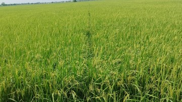 Indonesia Gemilang: Empat Besar Produsen Beras Dunia!