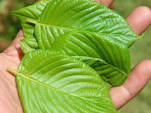 Ambisi Kalimantan Utara Dorong Potensi Kratom untuk Ekspor Ambisi Kalimantan Utara Dorong Potensi Kratom untuk Ekspor