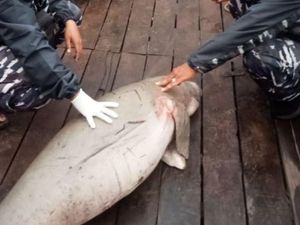 2 Dugong Mati Terdampar Beruntun di Kalbar