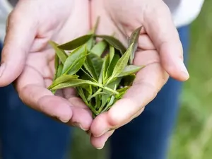 Keren! Ilmuwan Uji Coba Tanam Teh di Luar Angkasa Keren! Ilmuwan Uji Coba Tanam Teh di Luar Angkasa