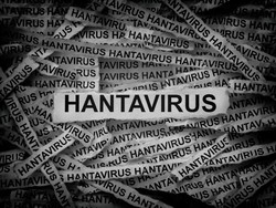 Warga Kupang Positif Hantavirus gegara Sering Tangkap Tikus