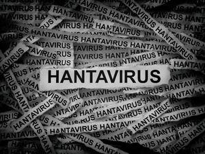 Kemenkes Bagikan Cara Cegah Virus Hanta yang Ramai Muncul di Bandung Kemenkes Bagikan Cara Cegah Virus Hanta yang Ramai Muncul di Bandung