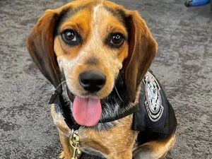 Tendang Anjing Bandara Sekuat Tenaga, Pria Mesir Langsung Dideportasi AS Tendang Anjing Bandara Sekuat Tenaga, Pria Mesir Langsung Dideportasi AS