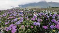 Ladang Bunga Hortensia di Batu Disulap Jadi Destinasi Wisata Hits