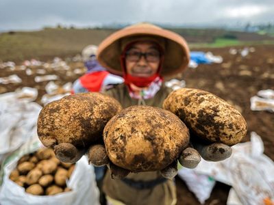 Musim Panen Kentang di Batu, Petani Sumringah
