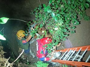 Bingung Warga Kalibawang Kulon Progo Kehilangan Sapi Jumbo, Ternyata... Bingung Warga Kalibawang Kulon Progo Kehilangan Sapi Jumbo, Ternyata...