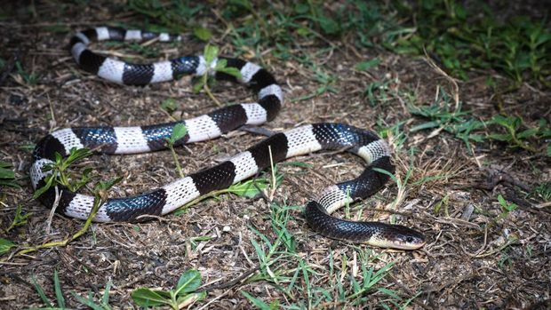 Ular weling (Bungarus candidus)