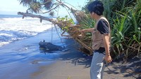 Bangkai Lumba-lumba Terdampar di Pantai Perancak, Diduga Terkena Pancing