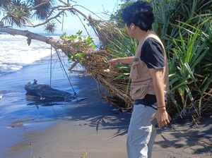 Bangkai Lumba-lumba Terdampar di Pantai Perancak, Diduga Terkena Pancing Bangkai Lumba-lumba Terdampar di Pantai Perancak, Diduga Terkena Pancing