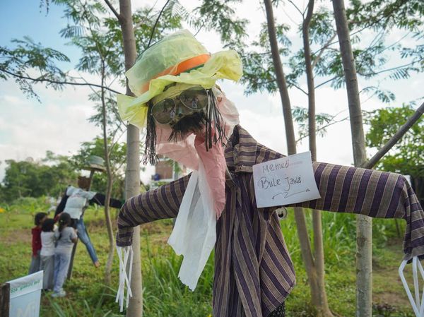 Festival Memedi Sawah Sleman, Warisan Budaya Petani yang Ramah Lingkungan