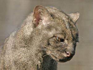 Bertubuh Kucing-Muka Mirip Berang-berang, Hewan Apa Itu? Bertubuh Kucing-Muka Mirip Berang-berang, Hewan Apa Itu?