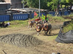 Sambut HUT Bhayangkara, Lomba Makepung Kapolda Cup 2025 Digelar di Jembrana