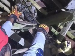 Ular Sanca 3 Meter Ditangkap Saat Hendak Mangsa Ayam di Gunungkidul