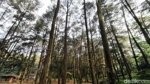 Menyesap Kesejukan Alam Hutan Pinus di Kuningan