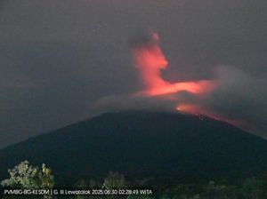Gunung Ile Lewotolok Meletus 97 Kali, Dentuman Terdengar Sampai Larantuka Gunung Ile Lewotolok Meletus 97 Kali, Dentuman Terdengar Sampai Larantuka