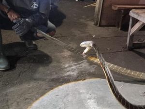 Raja Ular Dengan Luka Bekas Tembak Bikin Geger Warga Raja Ular Dengan Luka Bekas Tembak Bikin Geger Warga