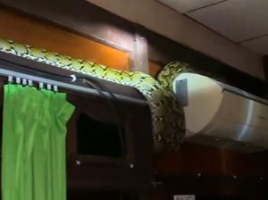 Ular Piton 3 Meter Masuk di Kamar Rumah Kadis PMD Barru, Damkar Evakuasi Ular Piton 3 Meter Masuk di Kamar Rumah Kadis PMD Barru, Damkar Evakuasi