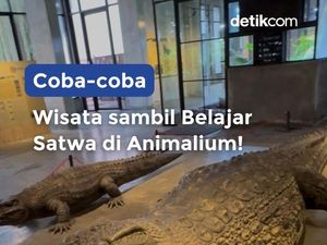 Video Nyobain Animalium BRIN! Video Nyobain Animalium BRIN!