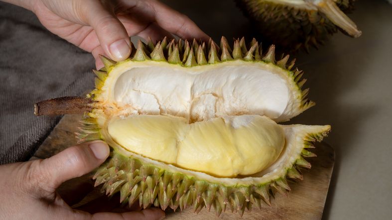 Hands peeling a Monthong durian seasonal fruit in Thailnad
