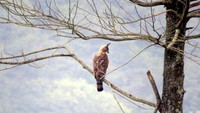 Upaya Menjaga Elang Jawa, si Predator Gunung Ciremai