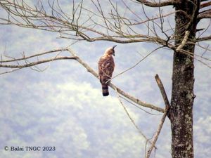 Upaya Menjaga Elang Jawa, si Predator Gunung Ciremai Upaya Menjaga Elang Jawa, si Predator Gunung Ciremai
