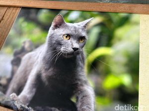 Gemes, Elus Kucing Asli Madura yang Mirip British Short Hair Gemes, Elus Kucing Asli Madura yang Mirip British Short Hair